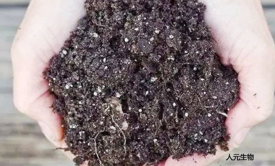 为什么没有发酵的鸡粪不推荐使用