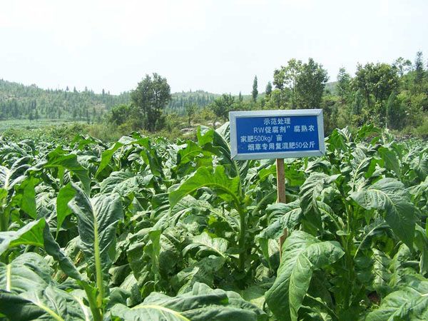 四川烟草示范田