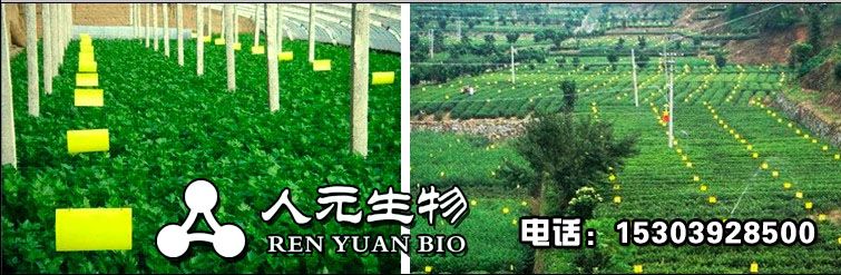 塑料大棚使用粘虫板的正确打开模式