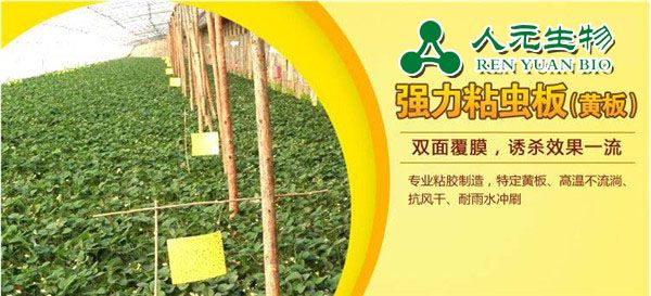 塑料大棚使用粘虫板的正确打开模式