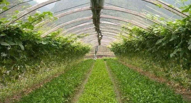 微生物菌剂如何让土壤恢复健康！