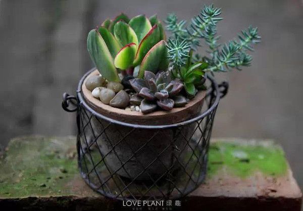 家庭养花自制有机肥料两种方法