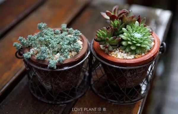 家庭养花自制有机肥料两种方法