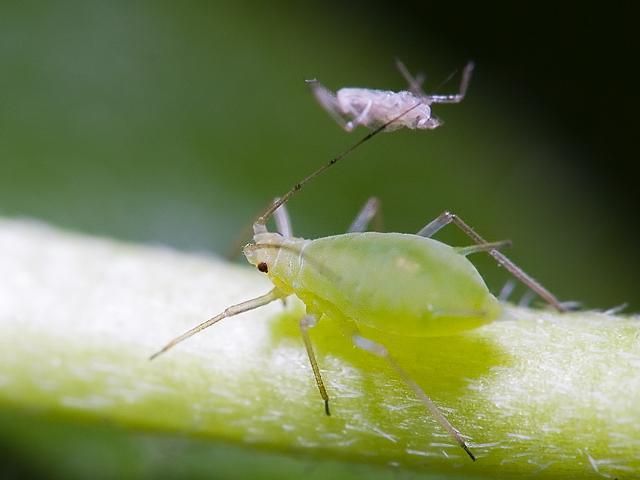 蚜虫生物防治的简单方法图1