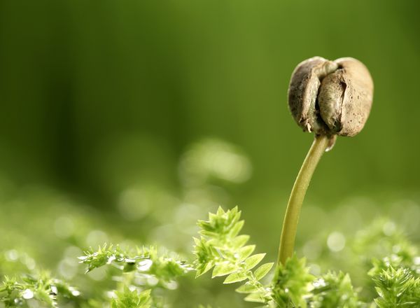 如何合理施用有机肥_施用有机肥优势