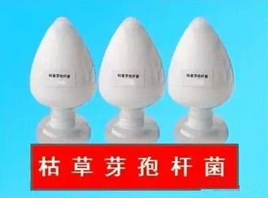 枯草芽孢杆菌_神奇的【枯草芽孢杆菌】菌肥都离不开你！