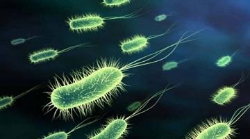 什么是生物功能菌_生物有机肥里功能菌都起什么作用_人元生物详解