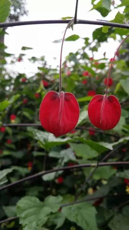 【菌】生物菌有机肥_微生物菌剂_益生菌