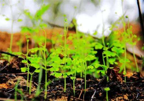微生物肥料在蔬菜生产中的正确选用丨微生物肥料