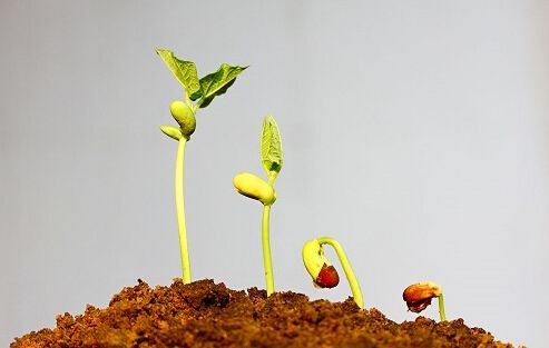 无公害蔬菜追施有机肥技巧