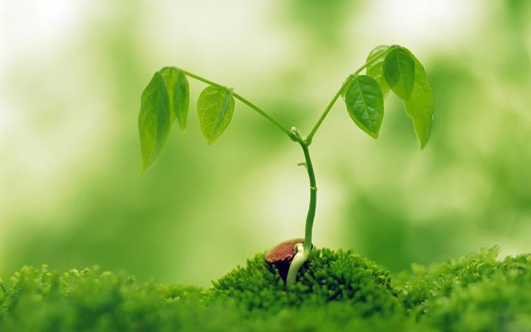 有机肥氮磷钾养分如何更合理的分配和有效施用