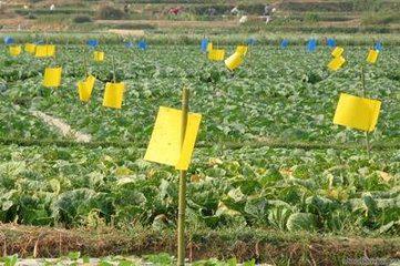 无公害9法巧防蔬菜蚜虫 生物菌剂消灭蚜虫！