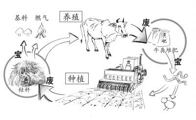 农业废弃物变身高效有机肥_有机肥生产菌剂