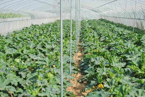 生物有机肥：老棚蔬菜种植如何改善土壤养分？