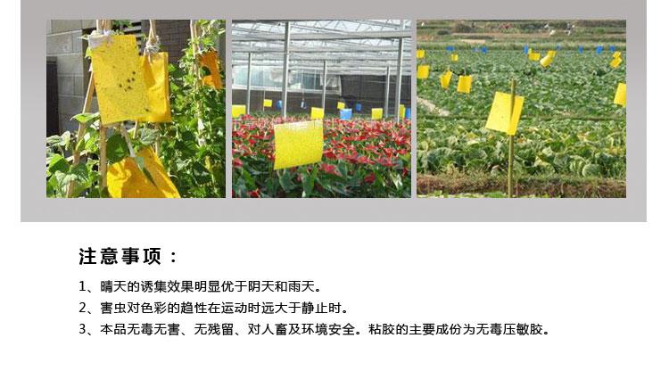采购粘虫板为什么选择我们？粘虫板价格