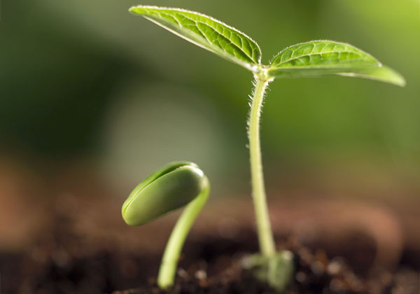 生物有机肥使用方法与注意事项