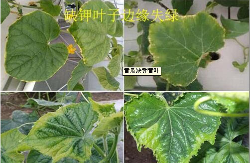 黄瓜缺钾黄叶