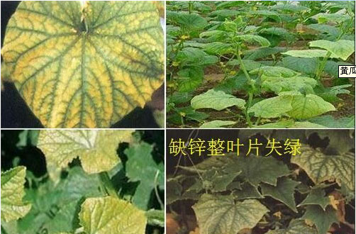 黄瓜缺锌黄叶