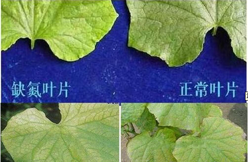 黄瓜叶子发黄怎么办?用什么样的水溶肥