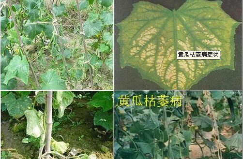 黄瓜枯萎病症状
