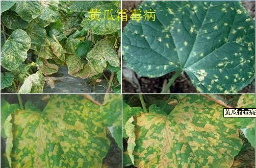 黄瓜霜霉病症状
