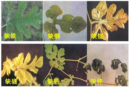 西瓜施用什么肥料长的好？施肥技术有哪些？