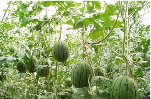 西瓜施用什么肥料长的好？施肥技术有哪些？