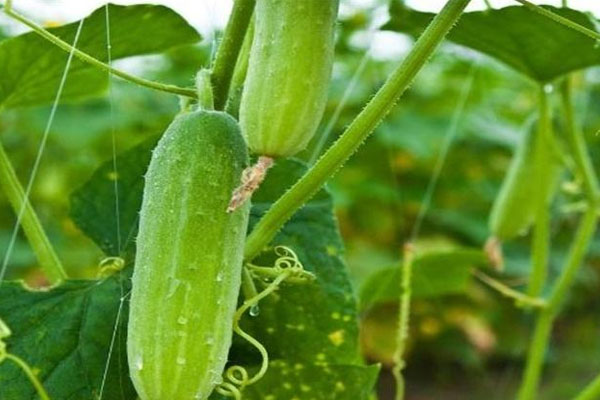 黄瓜施什么肥长的好？具体用法用量如何？
