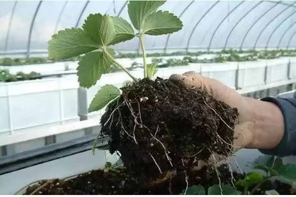 生物有机肥料好用吗，都有哪些作用？