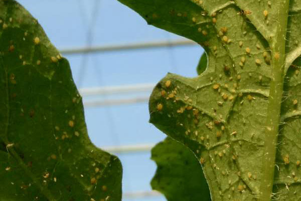 蚜虫生物防治的简单方法图3