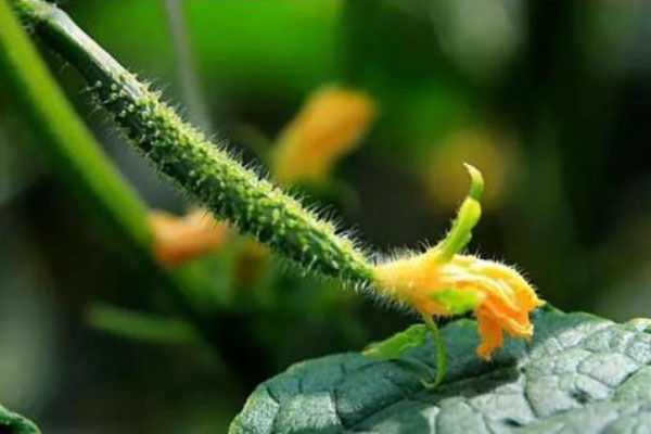 根结线虫防治特效生物菌种