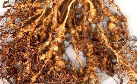 根结线虫防治特效生物菌种