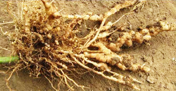 根结线虫防治特效生物菌种