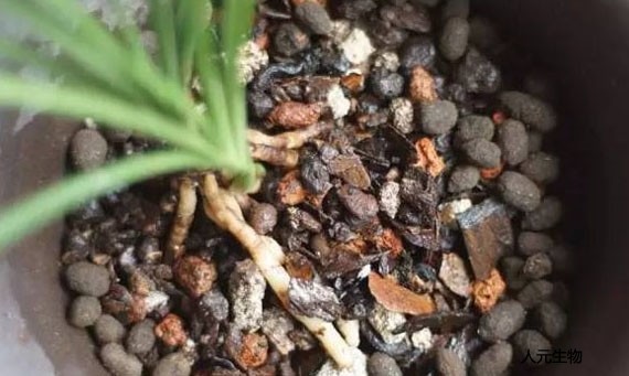 羊粪发酵制作有机肥工艺技术