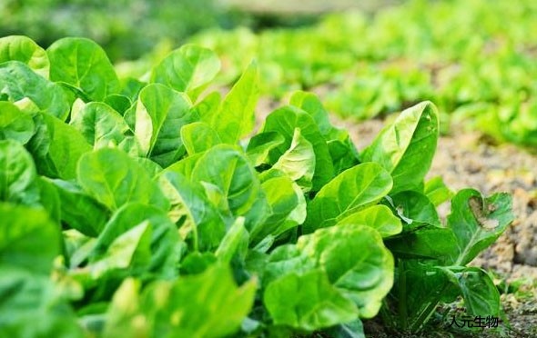 微生物菌剂为什么价格这么高还受到大家喜欢？