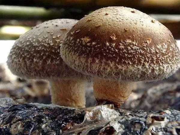 蘑菇菌渣发酵做有机肥料详细流程