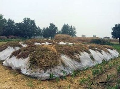 鸡粪是怎么发酵的？鸡粪有机肥发酵的具体方法和步骤