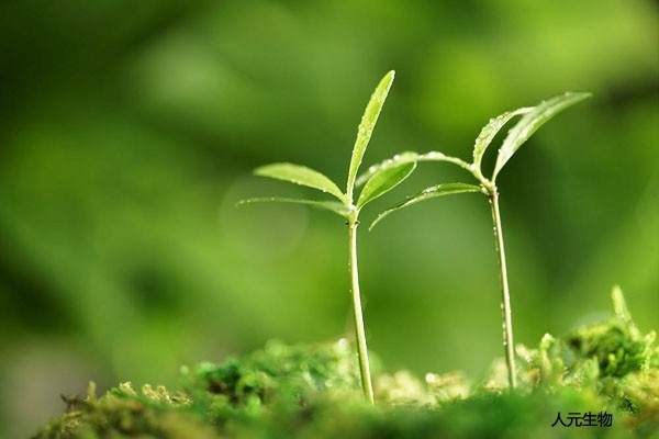 发酵完成后的微生物肥料如何使用才正确，需要注意哪些？