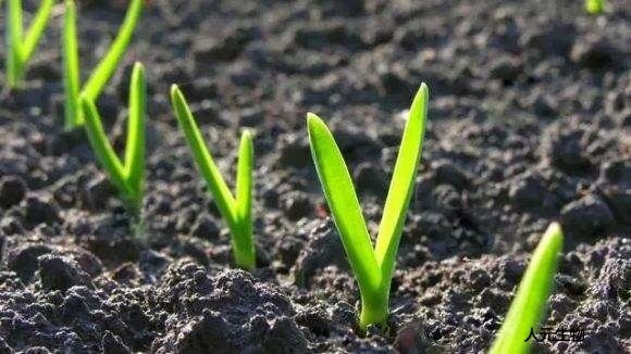 微生物菌肥的正确施用方法