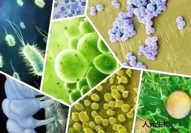 微生物菌肥料有哪些种类？