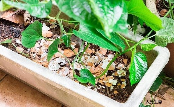 微生物菌肥和复合肥，有机肥一起使用需要注意什么？