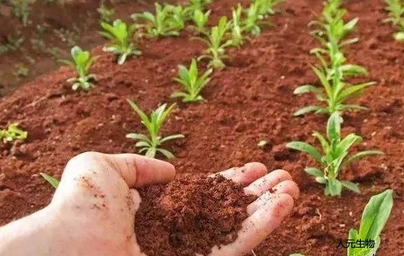 微生物菌肥和复合肥，有机肥一起使用需要注意什么？