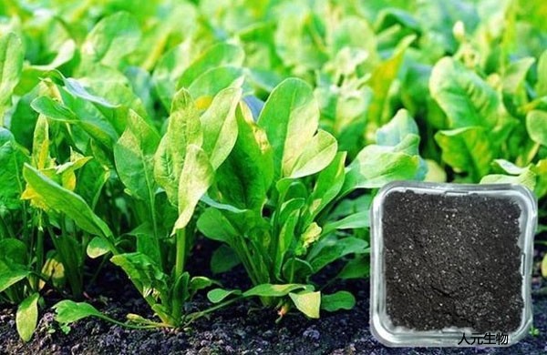 生物有机肥真的能改善农产品品质、提高土壤肥力吗？