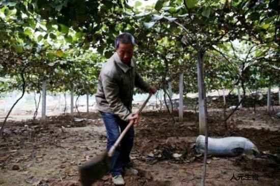 生物有机肥真的能改善农产品品质、提高土壤肥力吗？
