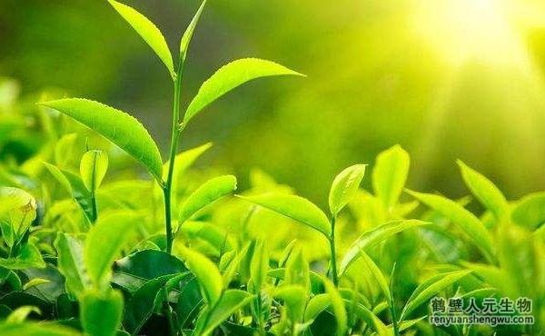 都说生物有机肥好，生物有机肥与其他肥料相比有什么区别？