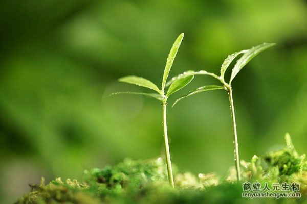 有机肥的正确施用方法