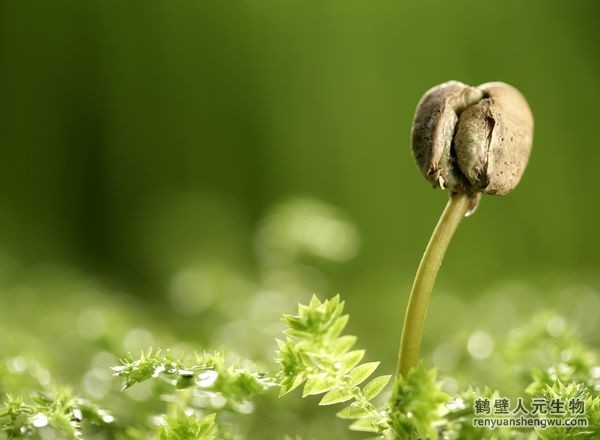 有机肥的正确施用方法