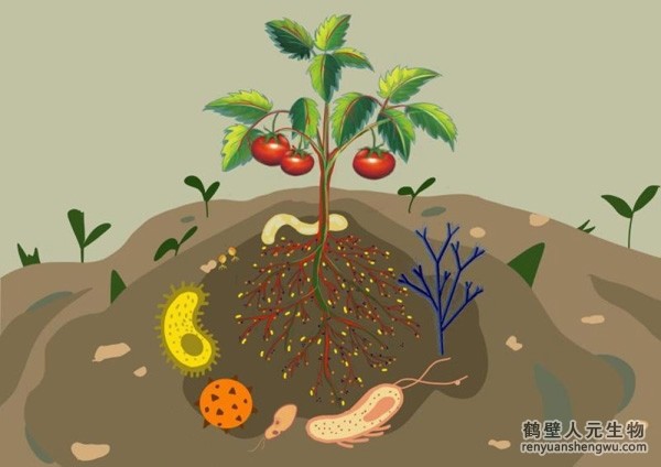 都说微生物菌剂产品贵，你却不知道土壤微生物到底有多重要！