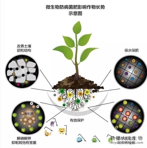 都说微生物菌剂产品贵，你却不知道土壤微生物到底有多重要！