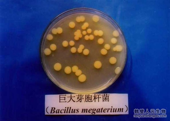 巨大芽孢杆菌的作用与主要功效